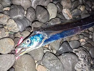 石津海岸のタチウオ
