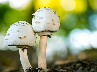 淡路島公園で「キノコ・苔観察会」先生とい…