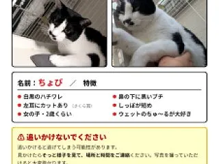 急！猫を探しています レスキュー速報20…