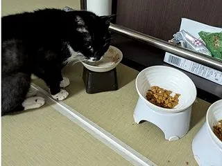 隣のごはんは好きじゃない