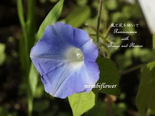 遅れて咲いたアサガオとソウメンカボチャの…