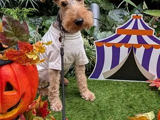ジアウトレットのハロウィン