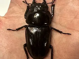 オオクワガタ新成虫販売個体＜メス単品その…