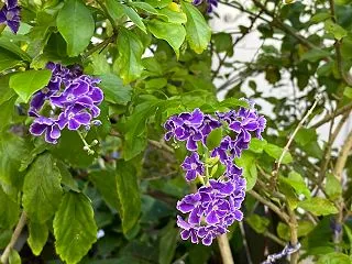 今朝の散歩の空や花の風景｜久々のデュラン…