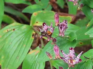 ホトトギスの花とトラマルハナバチ