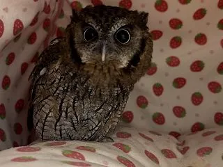 おはようございます🍓🍓🍓🍓🍓