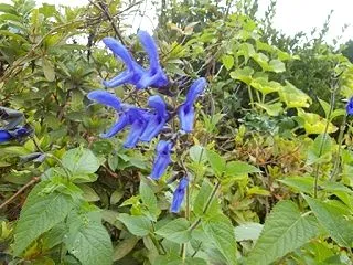 荒れ地には
