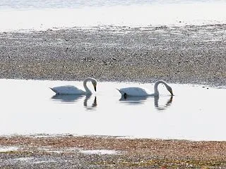 ハクチョウ＆マガモ