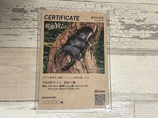 オオクワガタ新成虫販売個体＜ペア販売その…