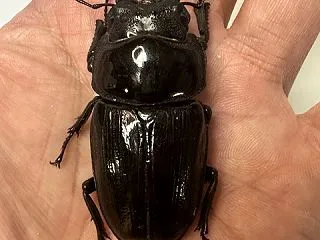 オオクワガタ新成虫販売個体＜メス単品その…