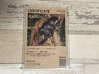 オオクワガタ新成虫販売個体＜ペア販売その…