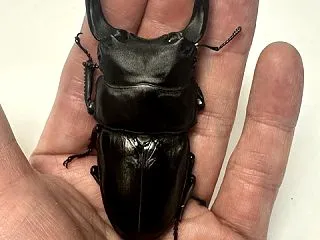 オオクワガタ新成虫販売個体＜トリオ販売そ…