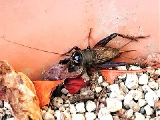 蟋蟀戸在|きりぎりすとにあり|２０２６年…