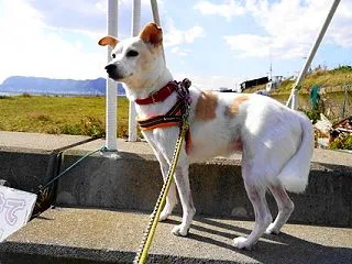 緊急地震速報を取り消す