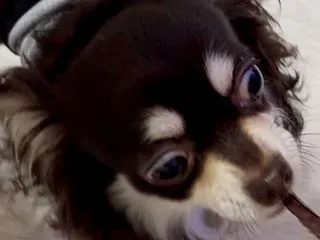 明日は譲渡会！”【参加犬更新】10/18…