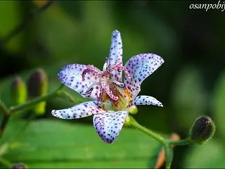 横浜市こども植物園 秋の花いろいろ