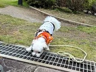 10/15(木) 大國魂神社に参拝 残し…