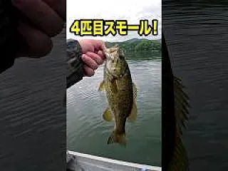 水草まみれのバス