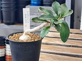 ユーフォルビア全鉢点検その１８.アンボボ…