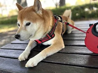 念願の母校箱根駅伝出場権獲得！！