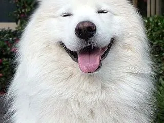 ありがとうの日