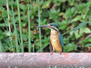 カワセミ・コサメビタキ