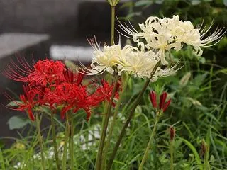 紅白色の彼岸花