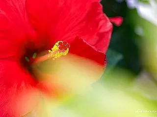 ハイビスカス ☆☆☆マクロ専科 883