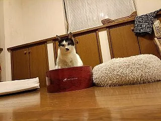 日常