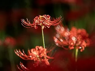 大好きな彼岸花を撮りそびれました( ；∀…