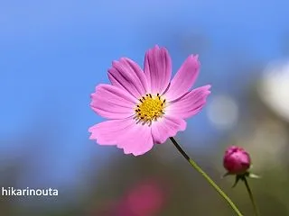 コスモス