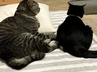 寝かせてくれない