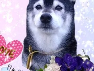 哀悼～あかりちゃん♡Sogni d`or…