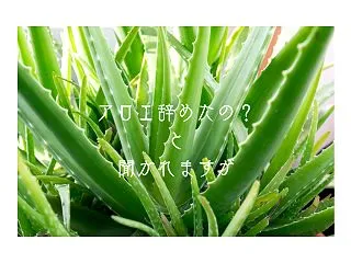 アロエ辞めたの？なんて聞かれるのですが