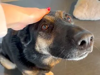 体調を崩した愛犬、飼い主にだいぶ心配をか…