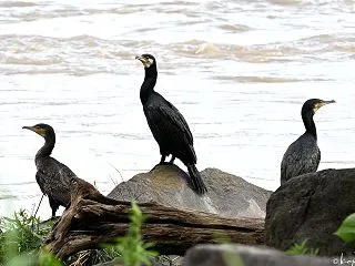 多摩川のカワウ カワウ 051
