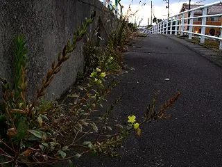 朝がきた