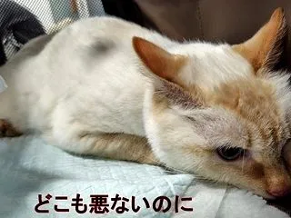 肛門と腎臓と