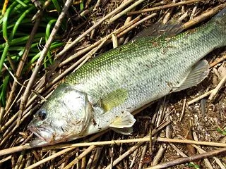 油ヶ淵バス釣り 2026 サイズより1匹…