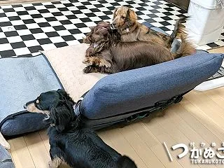 ダックスフンドの多頭飼いに沼る、犬と暮ら…