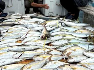 10月16日の釣果です。サビキ飲ませに行…