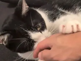 元気なレオ君