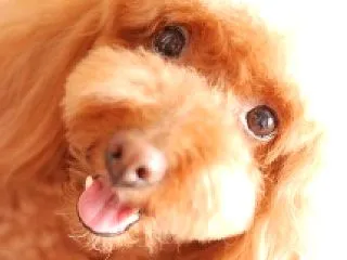 先日の事で、友達がdocomoへ予約して…