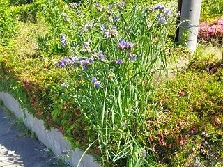 神無月に咲く紫露草の花・・・・大阪ガス今…