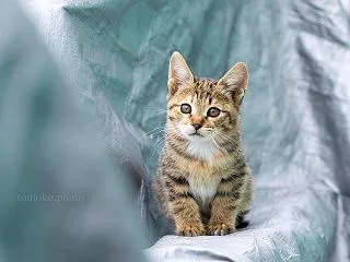キクイタダキ模様の子猫・キクちゃんです☆