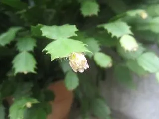 咲いてる？