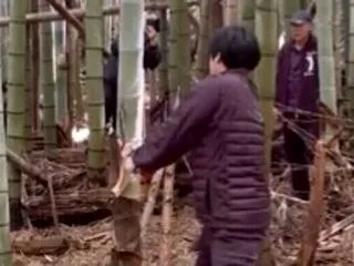 【動画】 生えている「たけ」を日本刀（真…