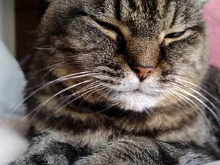 寝てていいのに