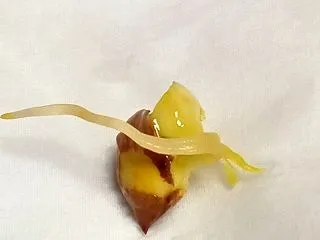 雑ガー 梅の種まき⑨いざ出仁！？