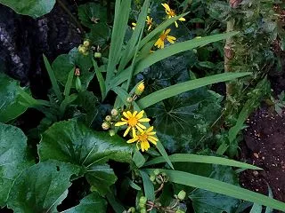 ツワブキの黄色い花